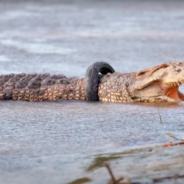 Crocodile Is Finally Freed From Tire Stuck Around Its Neck For 6 Years