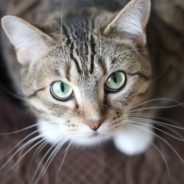 Does your cat or dog have Inflammatory Bowel Disease?