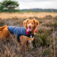 Does your dog need to wear a coat?