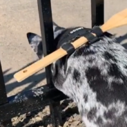 Dog Keeps Getting Through Fence So Owner Beats Her At Her Own Game