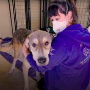 Dog Learns To Walk After Being Forced To Sleep On Bare Concrete His Whole Life