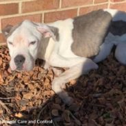 Dog On The Brink Of Death Found Dumped Outside Virginia Shelter And Rushed To Emergency Vet