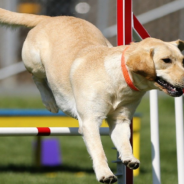 Dog Plays Hide And Seek With His Owner But His Tail Gives Him Away