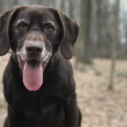 Dog Waits for Forever Home for Three Years, So Foster Family Decides to Officially Adopt Him