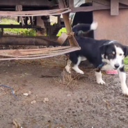 Dog Wouldn’t Herd Sheep So His Owners Chained Him To A Truck & Left Him To Freeze