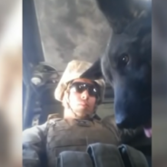 Ex-Marine Reunites With German Shepherd He Served With After Years Apart