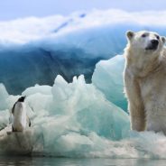 February 27 Is International Polar Bear Day. Here Are 3 Ways To Help Save Them From Extinction