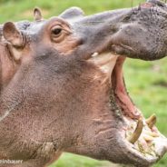 Fiona The Hippo Turns 5 And Gets Special Birthday Wish From Jane Goodall