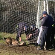 Firefighters Rescue Deer Found Tangled in Soccer Net