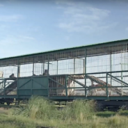 Four Tigers Living In An Abandoned Train Car For 15 Years Will Finally Be Rescued