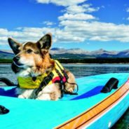 Get Away on a Canine Caribbean Vacation