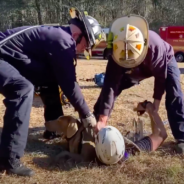 Grateful Dog Thanks Firefighters After They Pull Him Out Of 15-Foot-Deep Hole