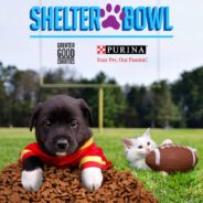 Help Us Make A Touchdown For Rescued Animals During Shelter Bowl VII