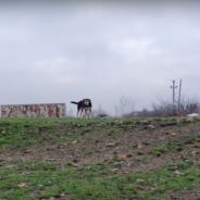 Homeless Dog Who Lived In A Field For 7 Years Paws At Rescuers, Begging To Be Saved