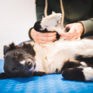 How acupressure-massage eases cancer treatment side effects in dogs and cats