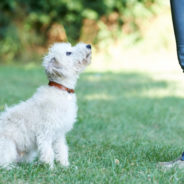 How paying for professional dog training can save you money