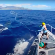 Humpback Whale With 140-Foot Fishing Line Cutting Into Its Flesh Is Finally Set Free