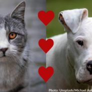 Indiana Animal Shelter Offering “Love At First Sight” Special For Valentine’s Day