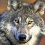 Judge Restores Protections for Gray Wolves That Had Been Removed By Trump Administration