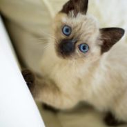 Kitten Rescued From Back of a Garbage Truck