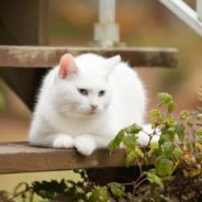 Little Girl Rescues Abandoned Cat Who Remains Her Best Friend Into Adulthood