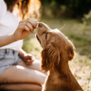 Make training your dog easier with these “brain foods”!