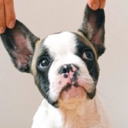 Natural remedies for ear infections in dogs