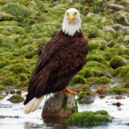 Nearly Half of U.S. Bald and Golden Eagles Show Signs of Repeated Lead Exposure