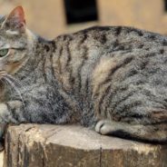 Neighbors Rescue Cat Abandoned By Her Owners in Locked, Dirty Apartment