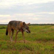 Nine Endangered Red Wolves to Be Released Into the Wild in North Carolina