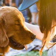 Over A Thousand Golden Retrievers Filled The Streets Of Golden, Colorado For Annual Dog Celebration