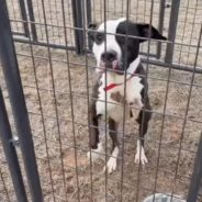 Overcrowded Florida Animal Shelter Needs Help Finding Homes For 70+ Dogs They Took In Over The Weekend