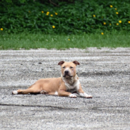 Rescuers In St. Louis Search For Pittie During Snow Storm