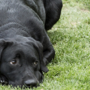 Rescuers Use Drone To Find Stray Mama Dog And Puppies In Need Of Help