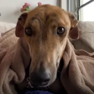 Retired Racing Greyhound Finds True Love, at Last!