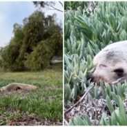 Sea Lion Is Rescued After He Weaved Through Traffic Across Busy Freeway