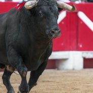 Sinaloa Bans Bullfighting