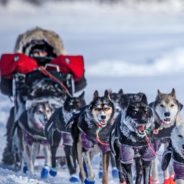 Sled Dogs Are Exempt From Animal Cruelty Laws In Alaska