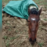 Strangers See A Sick Young Horse Abandoned In A Field And Step In To Help