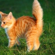 Stray Cat Brings Feisty Orange Kitten to Family’s Front Door