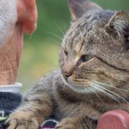 Study Finds That Long-Term Pet Owners Have Better Brain Health