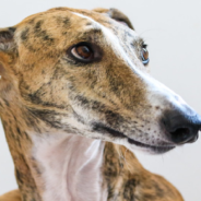 Therapist Shares Dog Psychology Tips After Adopting Retired Greyhound