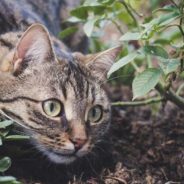 Tripod Kitten Survives Slew of Health Issues to Live Full Life