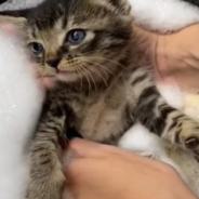 Watch These Rescue Kittens Take A Gentle Bath In A Saucepan