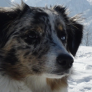 Watch This Dog Reunite With Her Owner After One Week In Montana Winter Alone