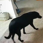 Watch This Labrador’s Sweet Reaction To Being Left Home Alone