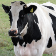 Woman Plays Guitar For Rescued Calf At Animal Sanctuary