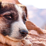 Woman Rescues Puppies Abandoned At Popular Dumping Site