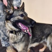 10 Heroic Dogs Who Show Why We Celebrate National K9 Veterans Day