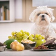 10 pantry items that are poisonous to pets